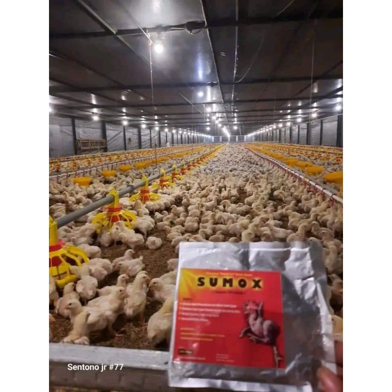 Jual sumox exstra trondol dan montox - vitamin ayam - penggemuk ayam ...