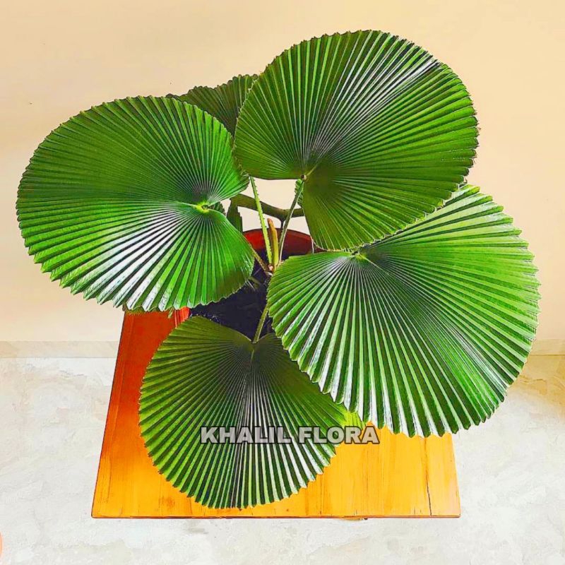Jual (COD) Tanaman Hias Palem Kol - Pohon Palm Kipas Ukuran 30cm - 50cm ...