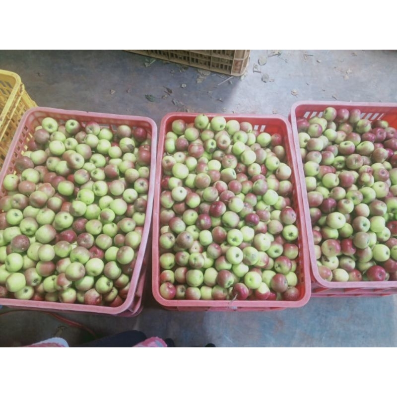 Jual Apel cery Rome Beauty/Malang berat 1kg | Shopee Indonesia