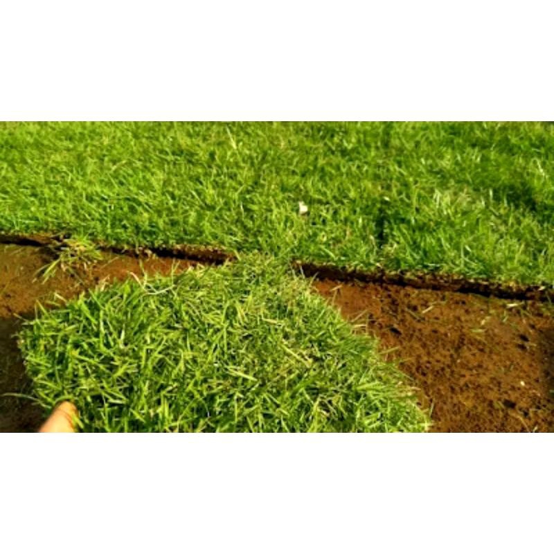 Jual Rumput Jepang Hidup Ukuran P 25cm × L15cm (per lembar) | Shopee ...