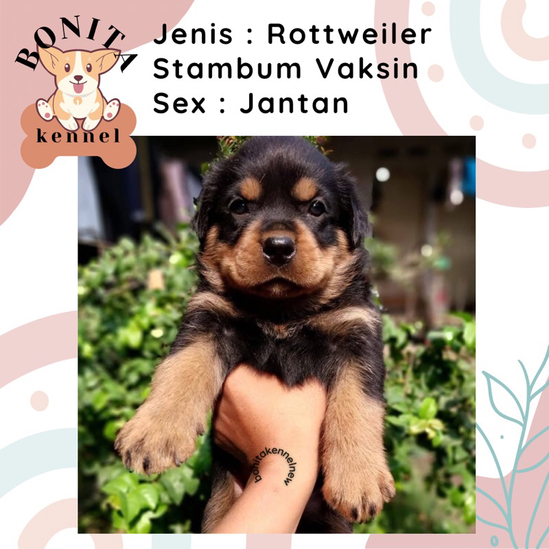 Jual Rottweiler Stambum Jantan Betina Anak Anjing Rottweilers | Shopee ...