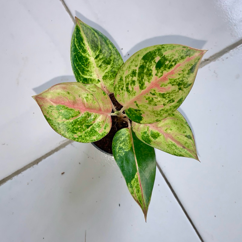 Jual Aglaonema rengganis | Shopee Indonesia