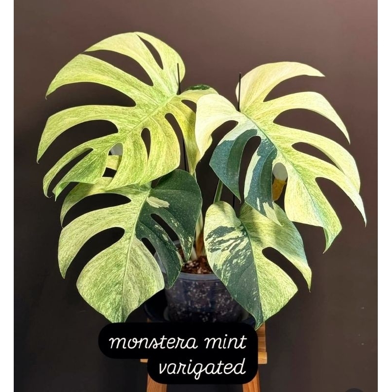 希少】Monstera deliciosa mint variegata 【公式通販】 【希少