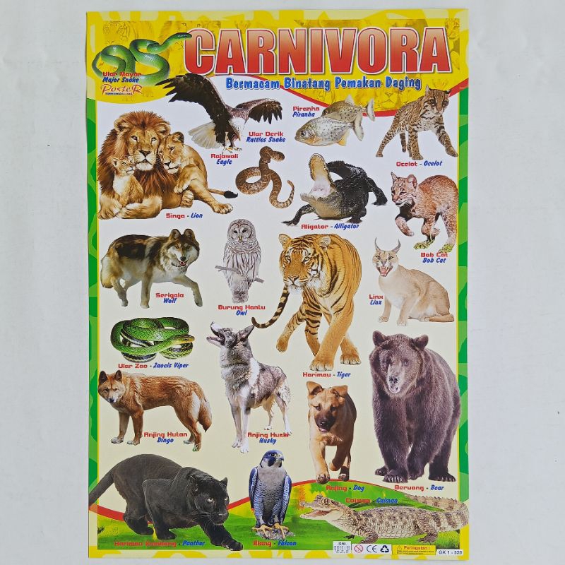 Jual Poster Anak Edukasi Mengenal Hewan CARNIVORA | Shopee Indonesia