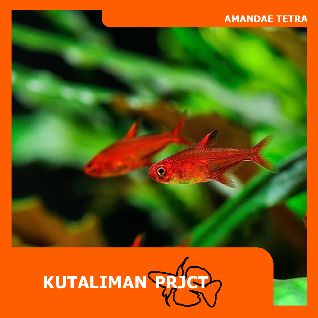 Jual AMANDAE TETRA / EMBER TETRA | Shopee Indonesia