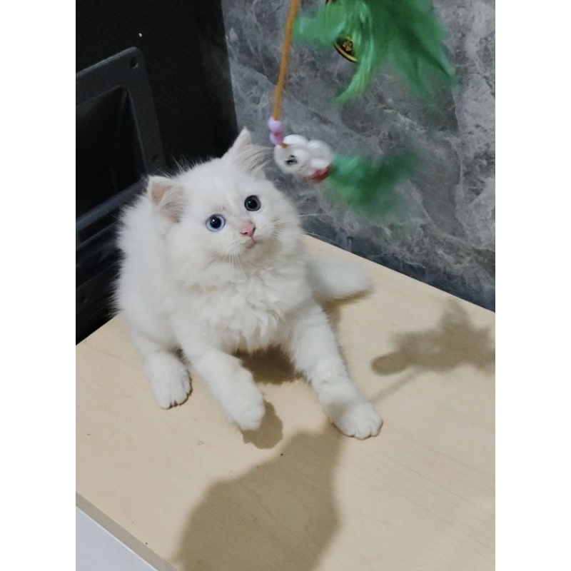 Jual Kucing Odd Eye Terlengkap & Harga Terbaru Juli 2026 | Shopee Indonesia