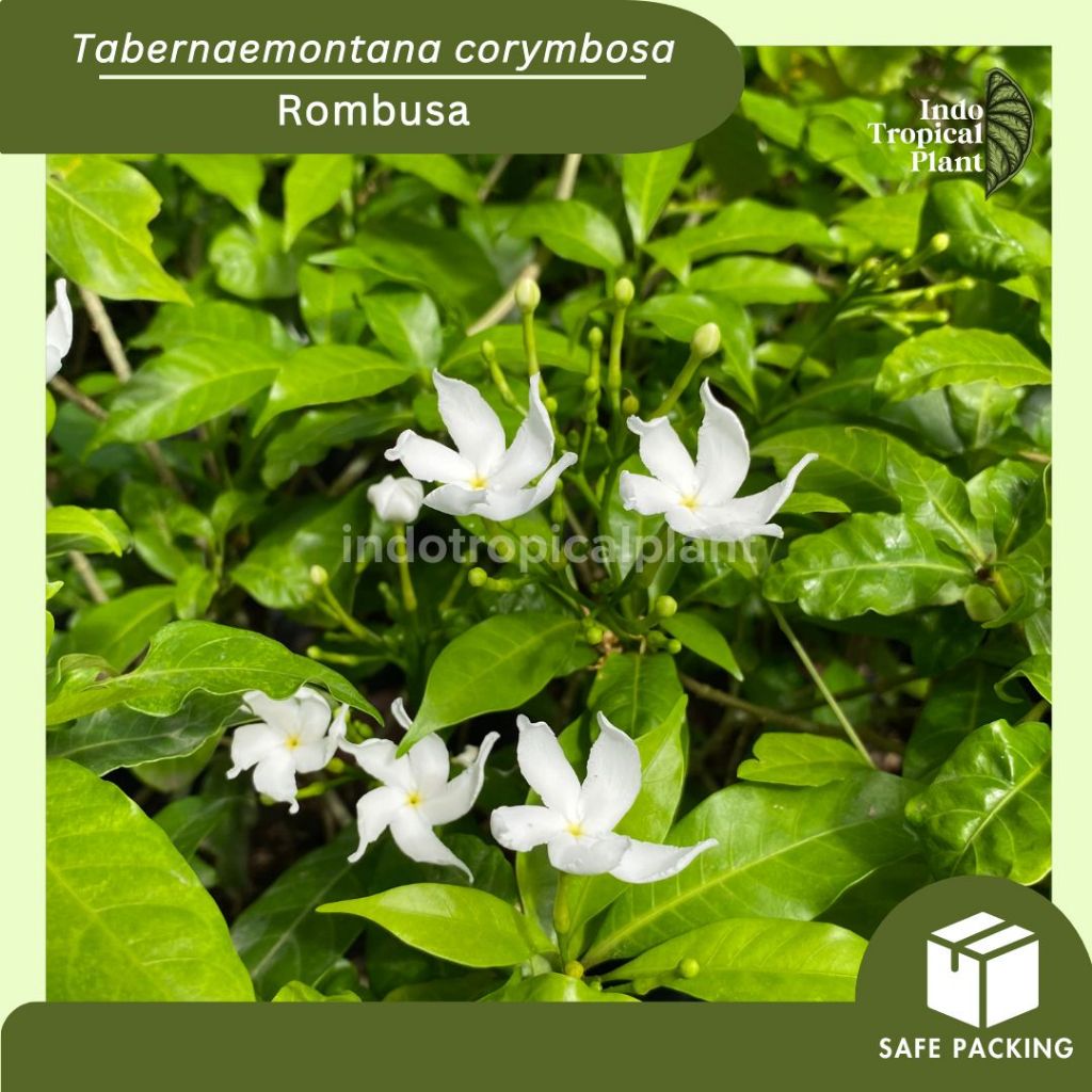 Jual Tanaman Hias Rombusa / Tabernaemontana corymbosa / Hiasan Taman ...