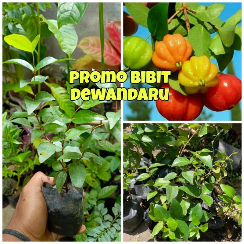 Jual BIBIT DEWANDARU SIAP BERBUAH | Shopee Indonesia