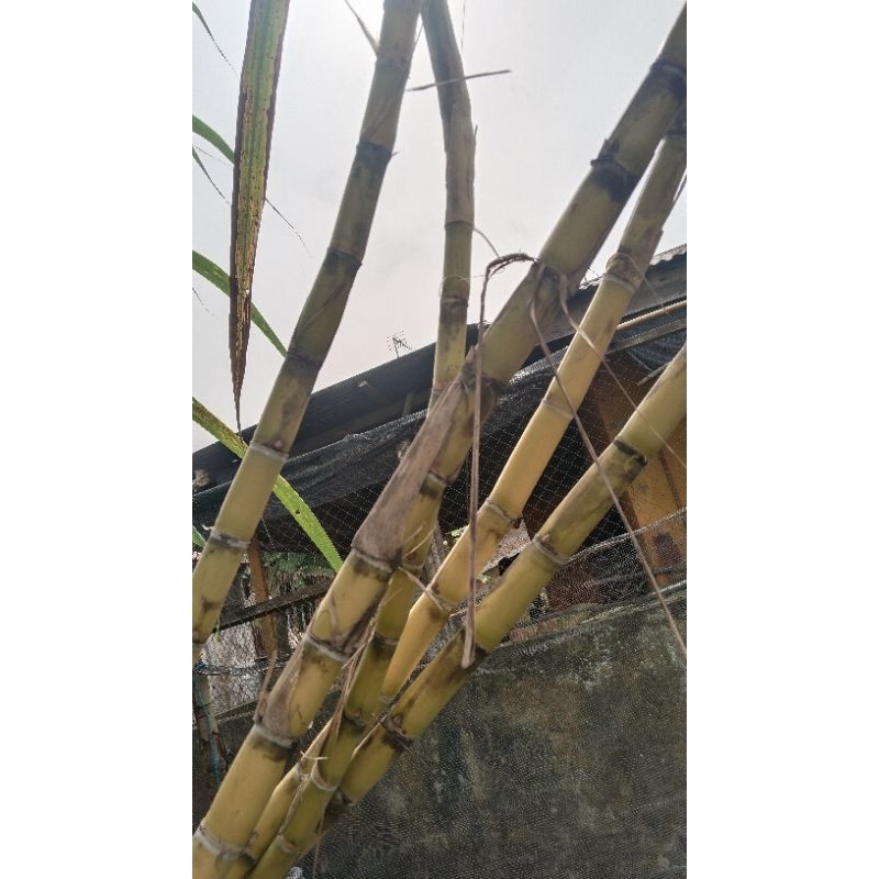 Jual tebu kuning | Shopee Indonesia