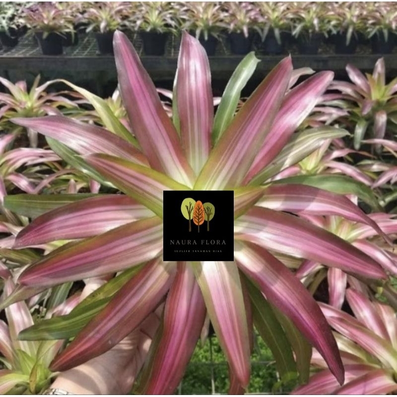 Jual Tanaman hias Bromelia tri color-pohon bromelia tri color | Shopee ...