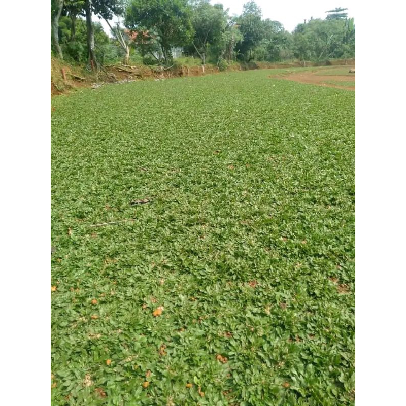 Jual rumput taman jenis gajah mini / rumput gajah mini 1x1 meter ...