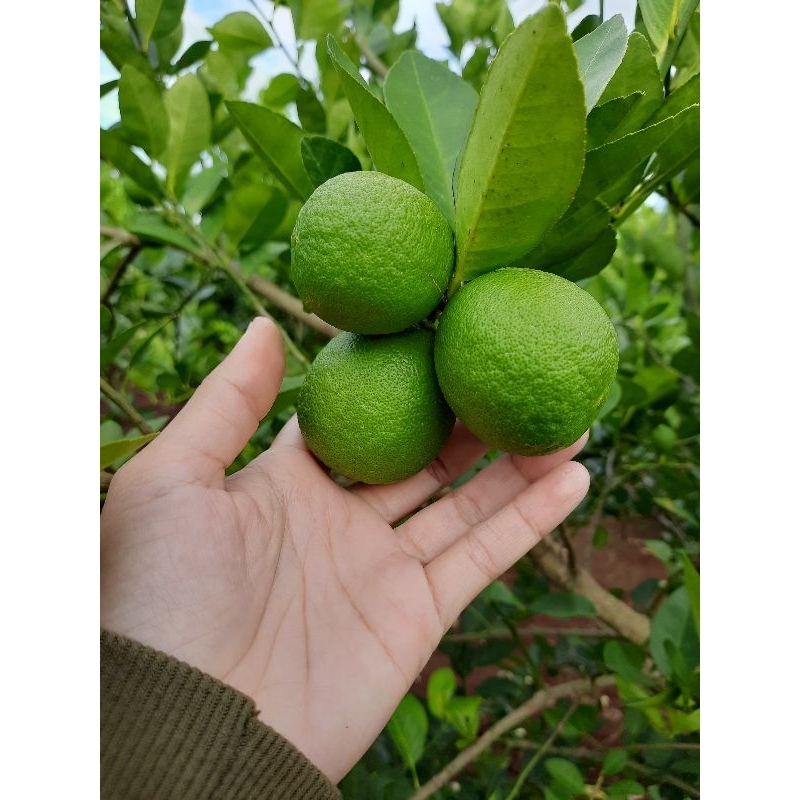 Jual jeruk nipis Fresh 1kg (isi besar kecil) | Shopee Indonesia