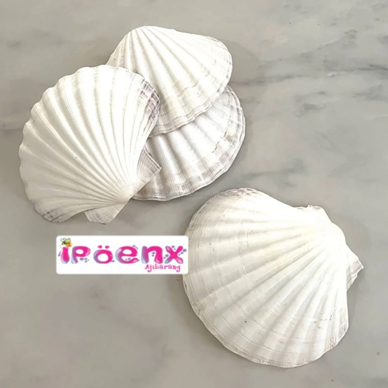 Jual KERANG BESAR,KERANG DARA PUTIH & KERANG ISI 6,KERANG KUWUK ISI 6 ...