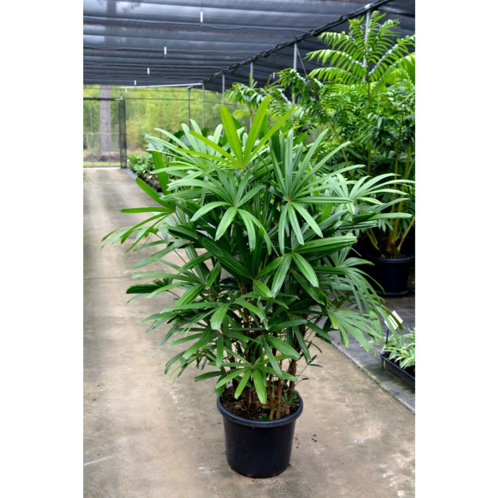 Jual Bunga Palem Terlengkap & Harga Terbaru Juli 2026 | Shopee Indonesia