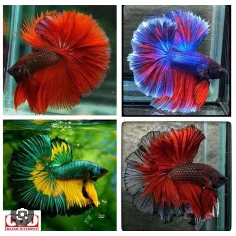 Jual ikan cupang halmoon slayer | Shopee Indonesia