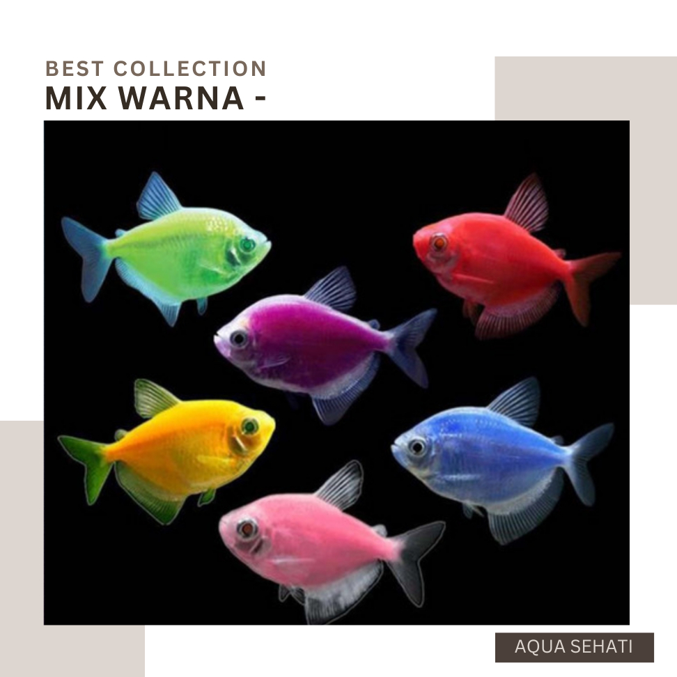 Jual IKAN GLOW TETRA FISH - warna warni campur | Shopee Indonesia