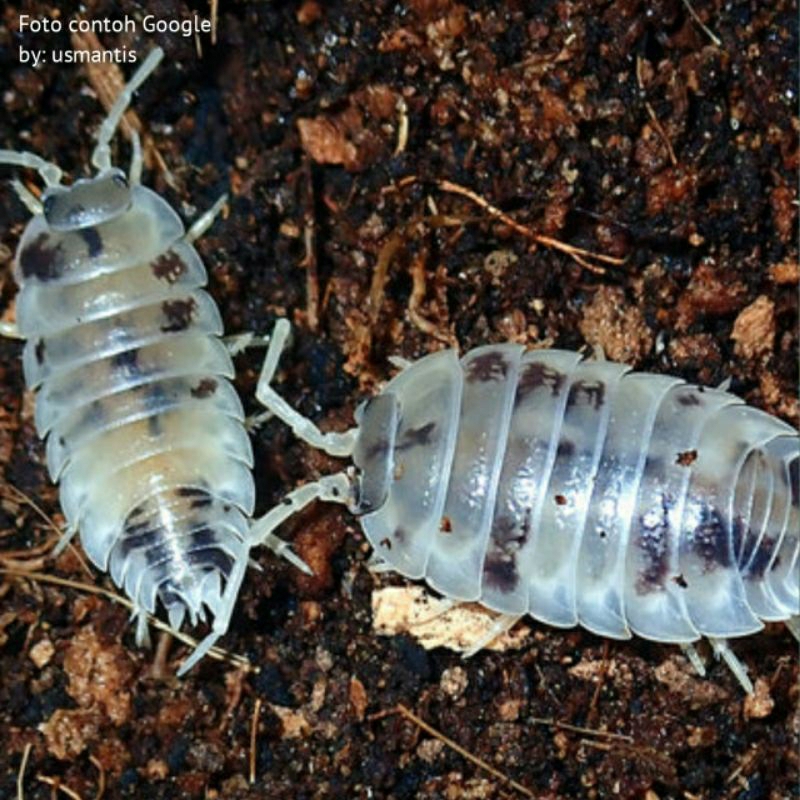 Jual Porcellio leavis Dairy Cow + moss ( Promo ) isopod dairy cow