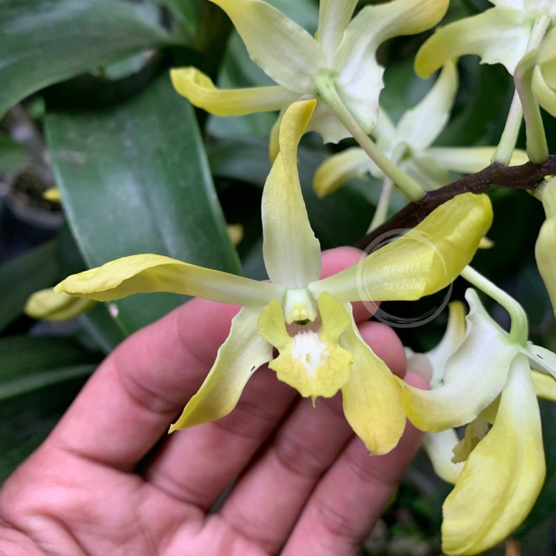 Jual Dendrobium Yellow | Shopee Indonesia