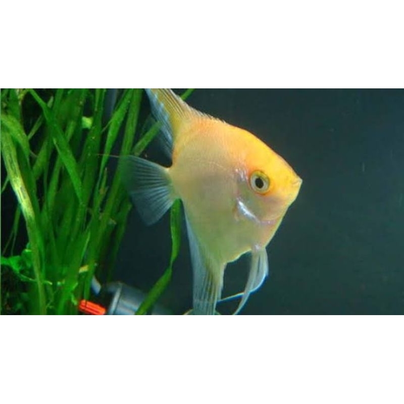 Jual HARGA PER EKOR - IKAN MANFISH PLATINUM/TRICOLOR/GOLDEN SAVERUM ...