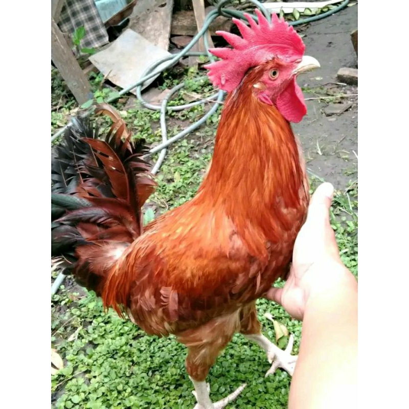 Jual Ayam Merawang Terlengkap & Harga Terbaru Agustus 2026 | Shopee ...