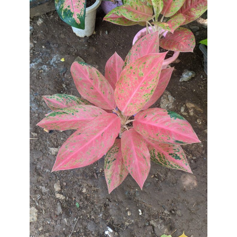 Jual Bunga Aglonema Red Moon (Lokal) | Shopee Indonesia