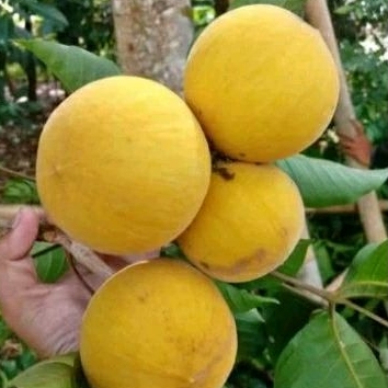Jual kecapi daun segar 1kg | Shopee Indonesia