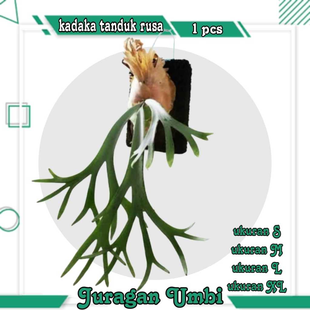 Jual Kadaka Uncal Terlengkap & Harga Terbaru Juni 2026 | Shopee Indonesia