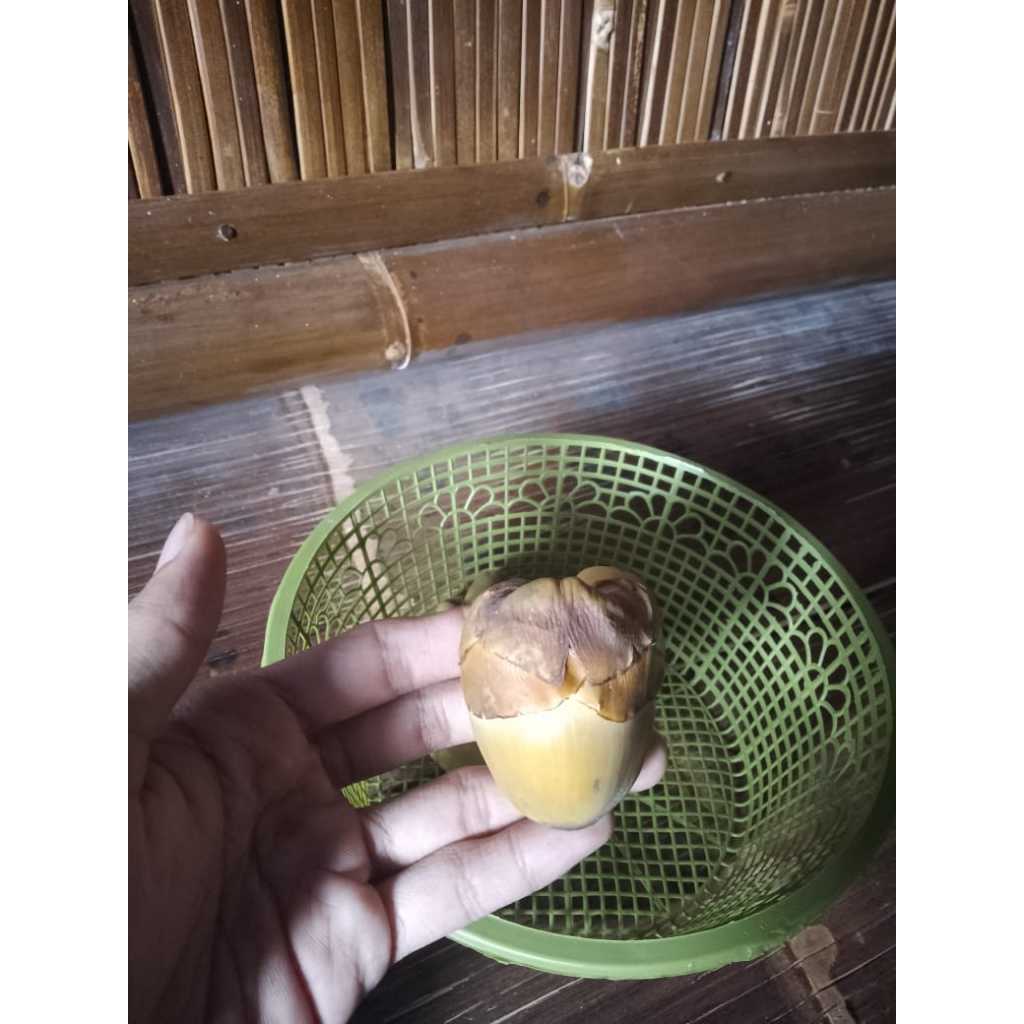 Jual Beluluk Kelapa / Tembuluk Kelapa Murah | Shopee Indonesia