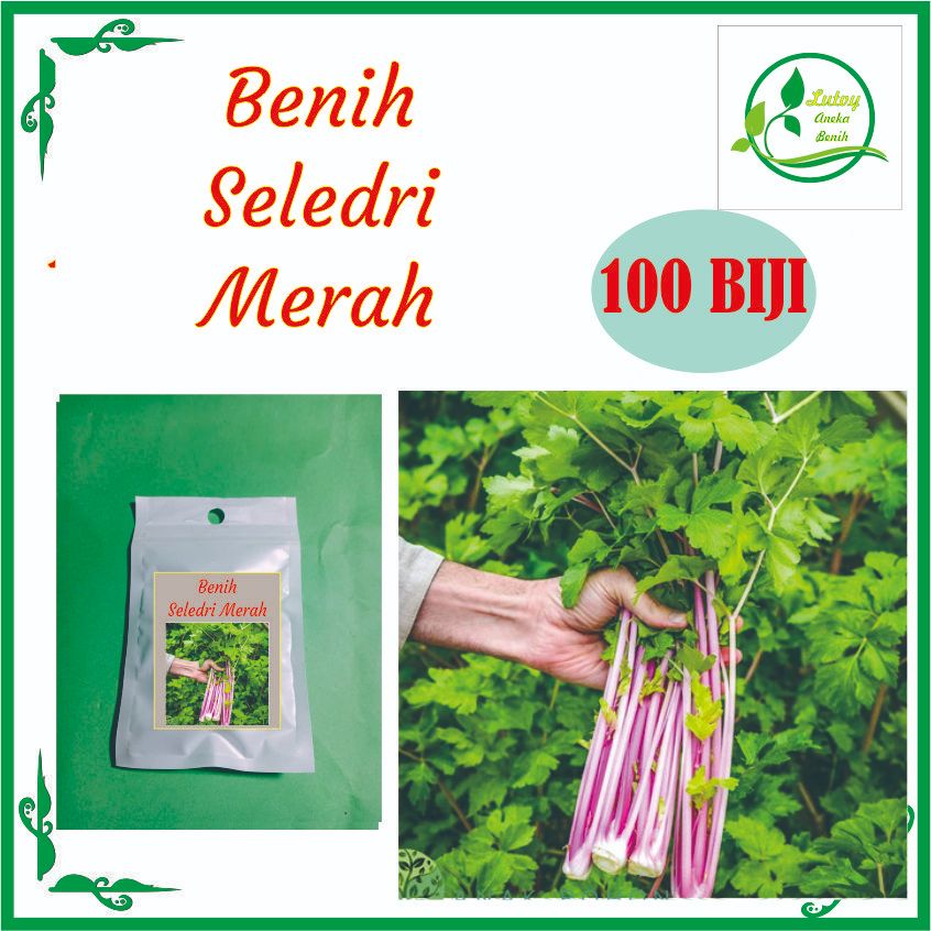 BENIH SELEDRI BATANG MERAH ISI 100 BIJI