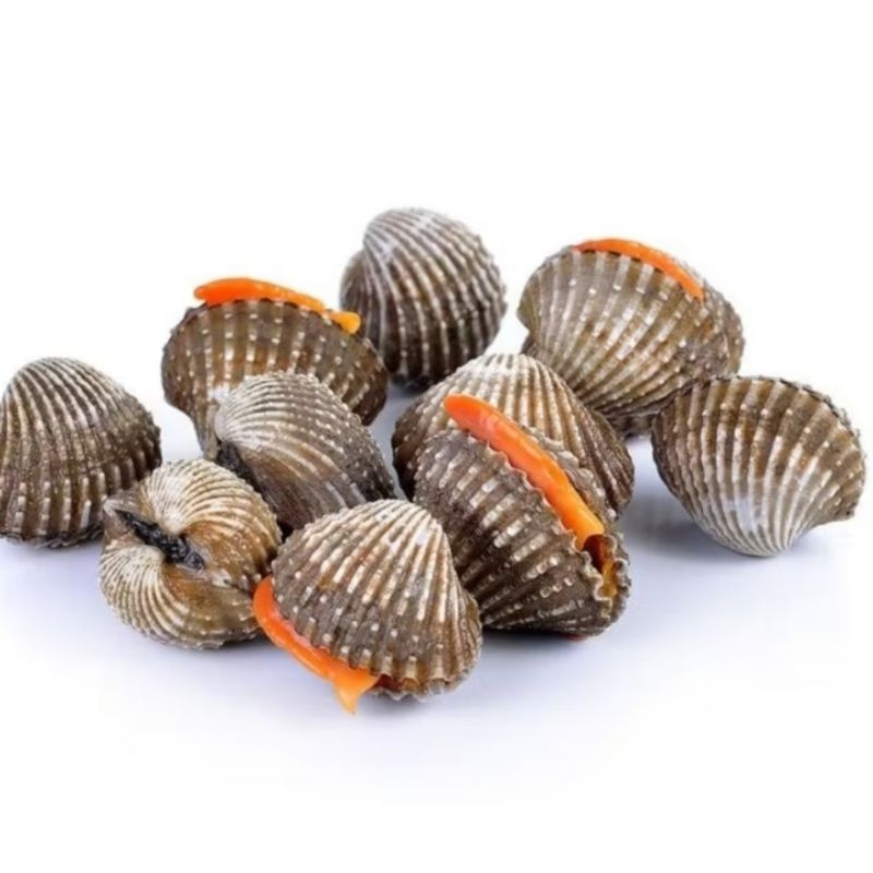 Jual kerang 1kg | Shopee Indonesia