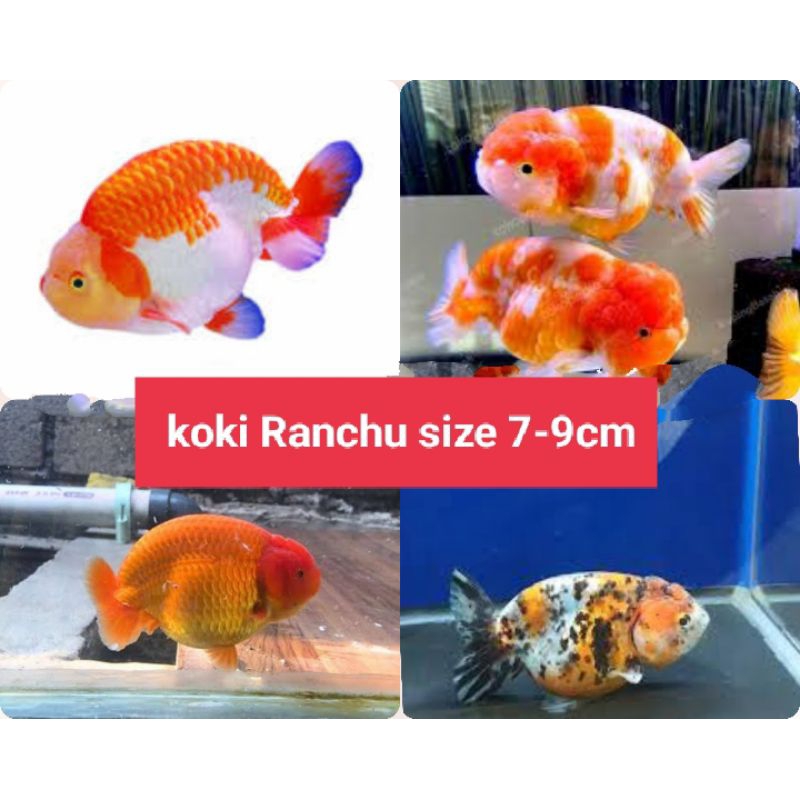 Jual Ikan hias Koki Ranchu | Shopee Indonesia