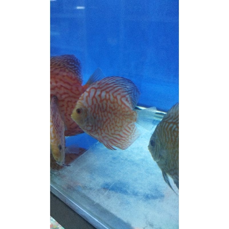 Jual discus paket 10ekor | Shopee Indonesia
