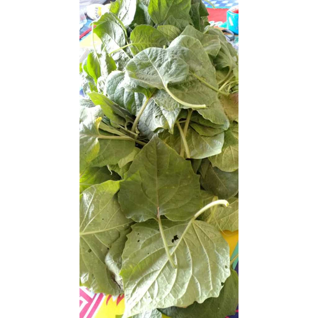 Jual daun cecenet / daun ciplukan/ daun cecendet fresh 1kg langsung ...