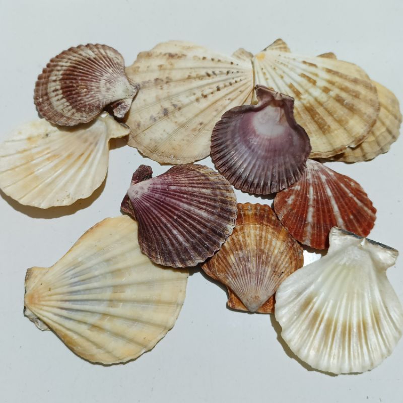 Jual Kerang Kipas | Kerang Laut Asli | Shopee Indonesia