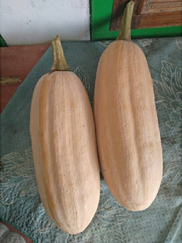 Jual Benih-biji labu kuning lonjong isi 5 biji | Shopee Indonesia