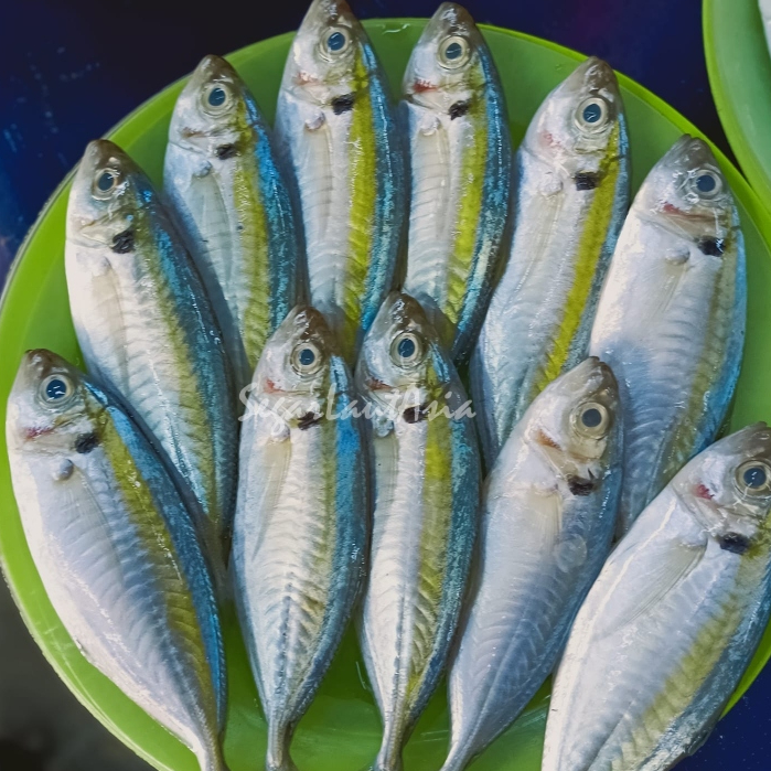 Jual Ikan Selar 1Kg Ikan Selar Segar Ikan Selar Kuning Seafood Ikan ...