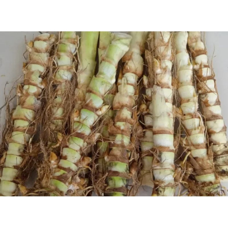 Jual bibit rumput odot untuk pakan ternak sapi kambing kerbau 1kg ...