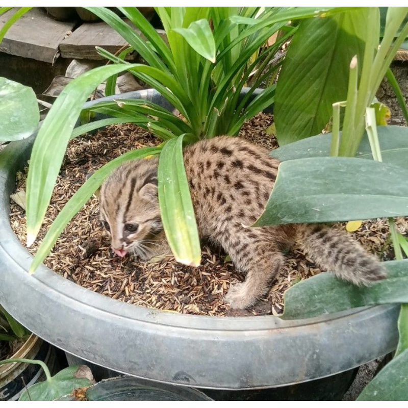 Jual kucing exoticcc I ( jinak dan lucu ) | Shopee Indonesia