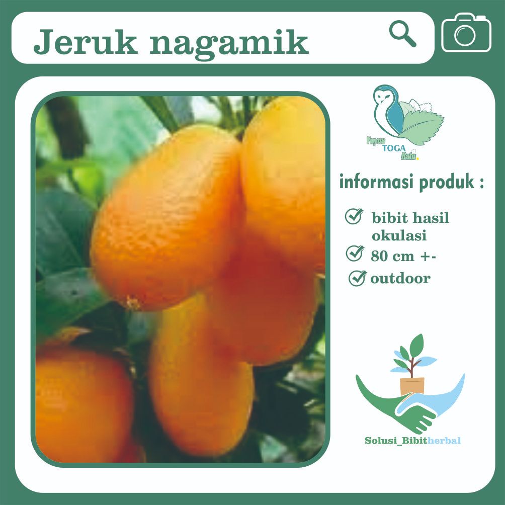 Jual Bibit Jeruk Nagamik – Jeruk Unik yang Bisa Dimakan dengan Kulitnya ...