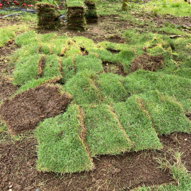 Jual PETANI MAKMUR - Paket 20 Lembar Rumput Jepang Hidup | Shopee Indonesia