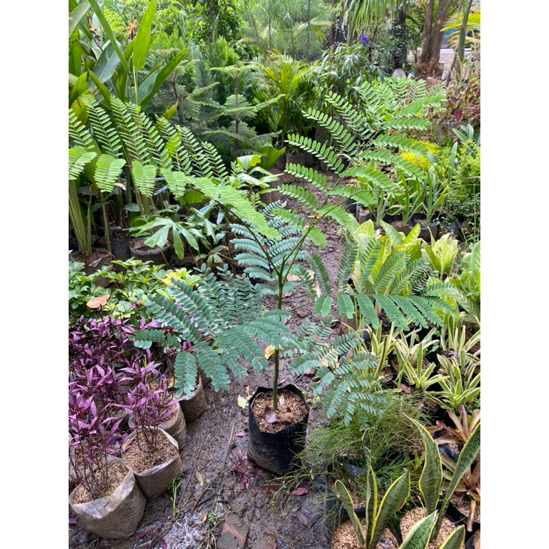 Jual Tanaman Solobium Parahyba / Pakis Brazil ukuran kecil | Shopee ...