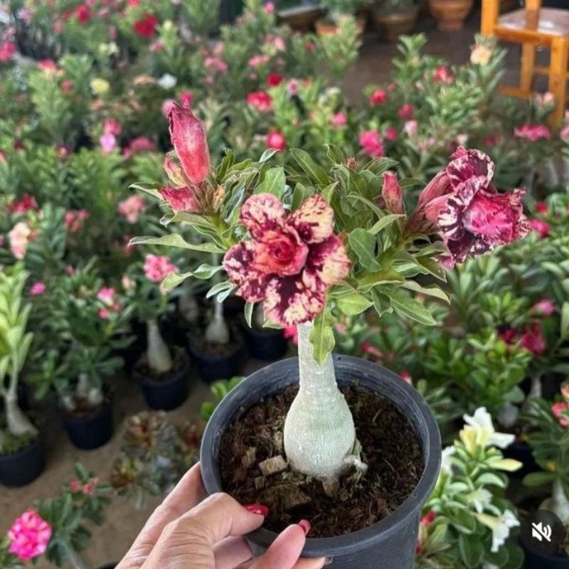 Jual TERMURAH!!! (BISA COD) TANAMAN HIAS ADENIUM BUNGA TUMPUK//ADENIUM ...