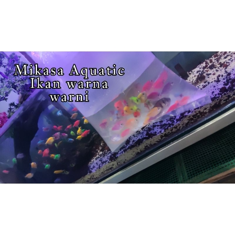 Jual ikan glow ikan fish ikan warna warni kiriman SeJabodetabek ...