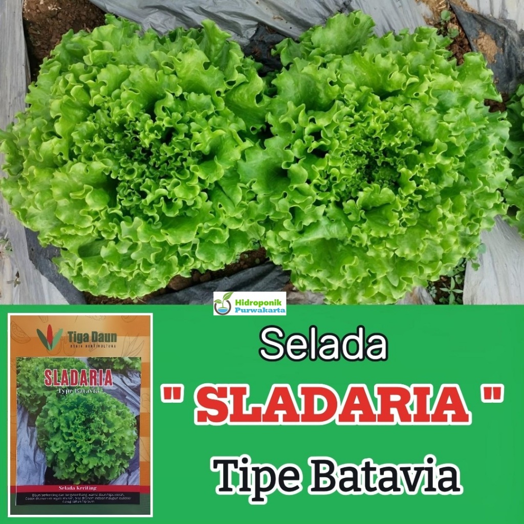 Jual Benih Selada SLADARIA Lettuce Batavia Isi 1 Gram Cap Tiga Daun ...