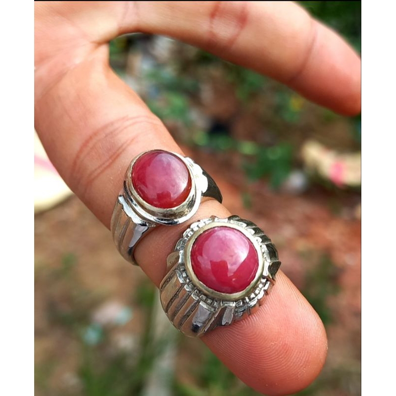 Jual red borneo super HQ | Shopee Indonesia