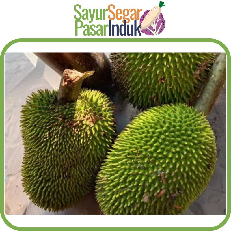 Jual Kluwe Jangan 1 buah sayur segar pasar induk | Shopee Indonesia