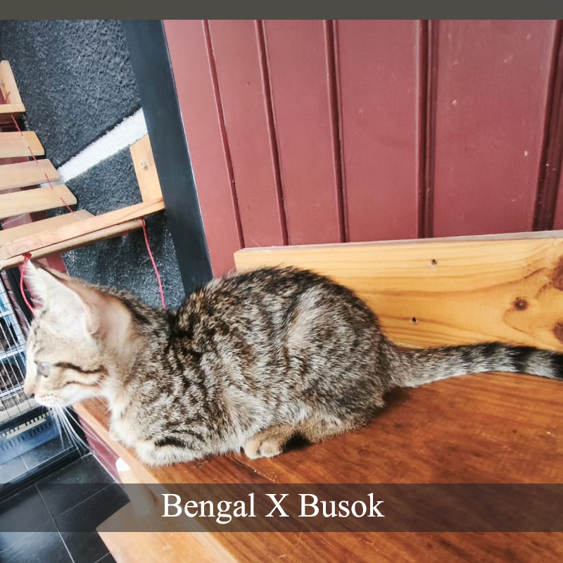 Jual SOLD // Kucing Bengal Kitten (Bengal X Busok) | Shopee Indonesia