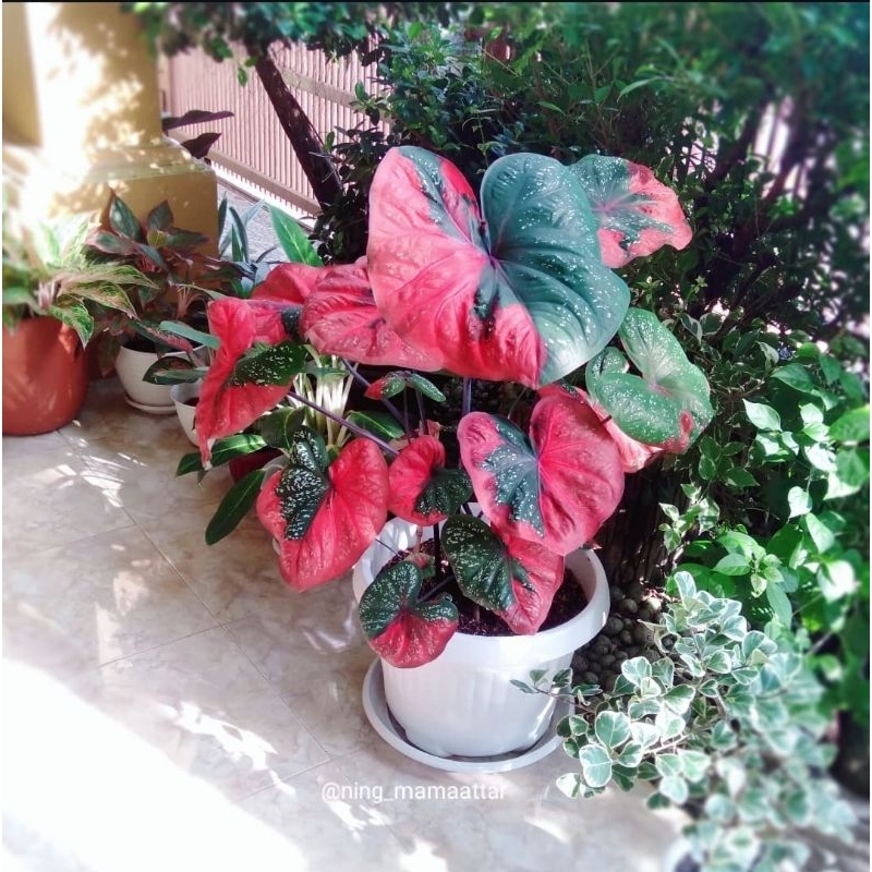 Jual Caladium Baret - Tanaman Hias Keladi Baret Cantik Merah Murah ...