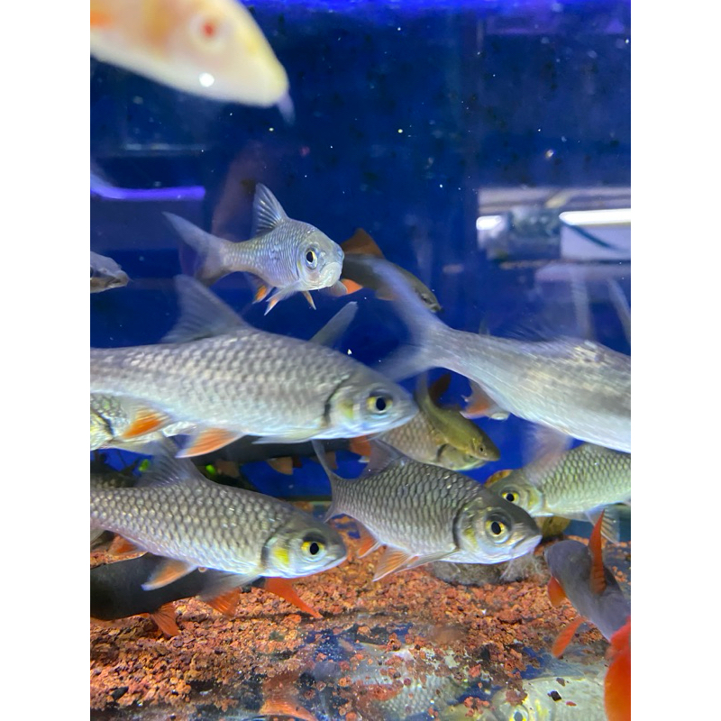 Jual Dekorasi air Paket Ikan Berek 12-14 | Shopee Indonesia