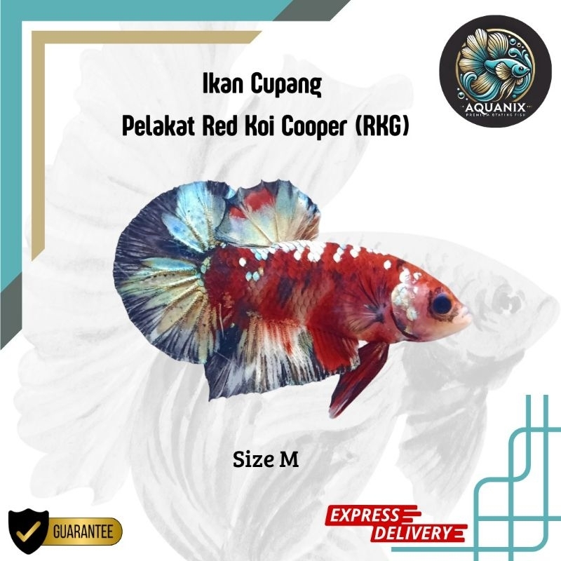 Jual Red Koi Cooper (Cupang RKC) | Shopee Indonesia